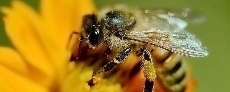 蜂毒为什么会引起过敏，附过敏症状 蜂毒过敏反应