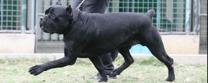 卡斯罗犬怎样训练 卡斯罗犬怎样训练听话