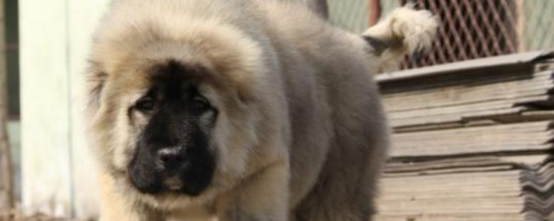 高加索犬怎么养 高加索犬怎么养又高又大