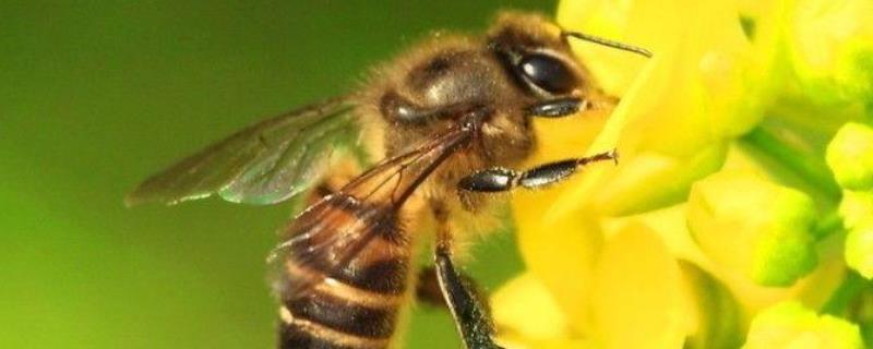 蜜蜂失王了几天飞走 蜜蜂失王多久会灭亡