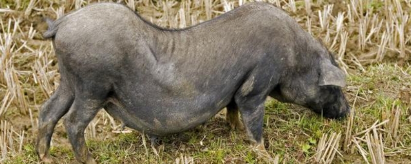 猪旋毛虫病有什么危害（如何对猪旋毛虫病进行诊断和预防?）