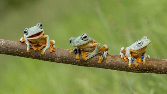 树蛙是保护动物吗（红眼树蛙是保护动物吗）