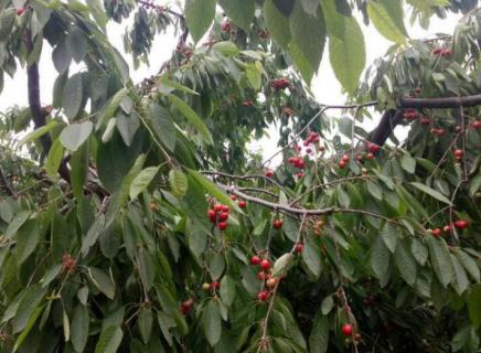车厘子树先开花还是先长叶（车厘子树先开花还是先长叶后开花）