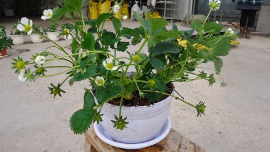 上水石可以上栽什么小型树 上水石可以种什么树