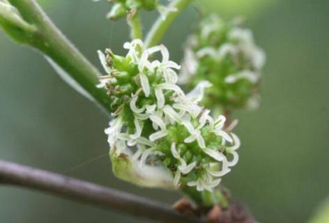 桑树花是单性花还是两性花（桑树是单性花还是双性花）