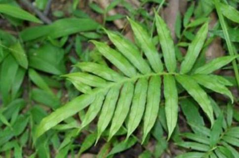 乌毛蕨如何食用 乌毛蕨如何食用视频