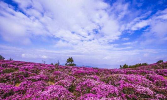 马鹿塘杜鹃花几月份开 马鹿塘杜鹃花什么时候开