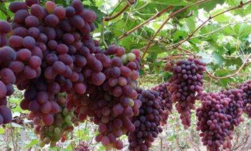 午夜美人葡萄如何种植 夜美人葡萄和午夜美人葡萄的区别