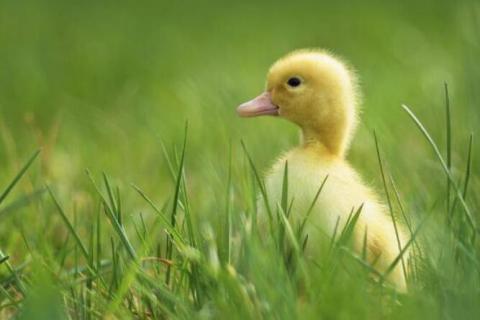 刚出生的小鸭子有着什么颜色的嘴角 刚出生的小鸭子有着什么颜色的嘴角和嘴唇