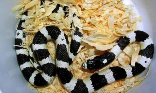黑白王蛇和银环蛇区别 黑白蛇和银环蛇一样吗