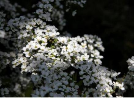 雪柳是什么植物（雪柳是什么植物品种）