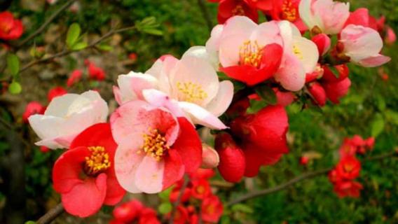 红莲水榭的海棠是什么品种 红莲水榭的海棠是什么品种的