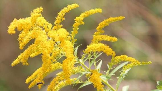 一枝花是什么花（一枝花是什么花?）