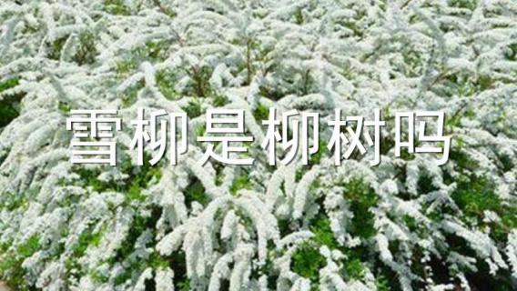 雪柳是柳树吗 雪柳是柳树吗还是柳树