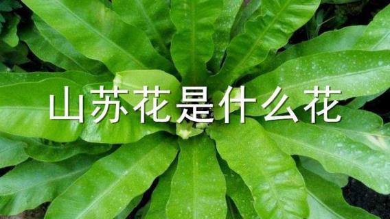 山苏花是什么花（山苏花是什么花儿?）