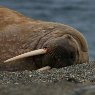 海洋中的瞌睡大王是什么动物 海洋中的瞌睡大王是什么动物图片
