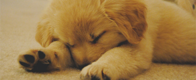 为什么狗睡觉时把嘴藏在前肢下（狗狗睡觉为什么要把脚藏起来）