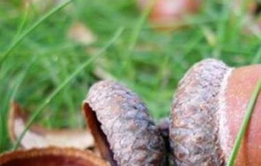 橡果能吃吗（橡果为什么不能吃）