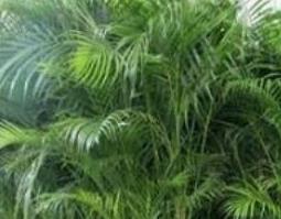 散尾葵和凤尾竹的区别 散尾葵和凤尾竹的区别和夏威夷竹的区别