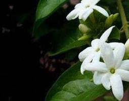 笔尖茉莉的养殖方法和注意事项（笔尖茉莉适合养在家里吗）
