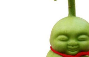 福娃人参果怎么吃图解 福娃人参果怎么吃图解视频