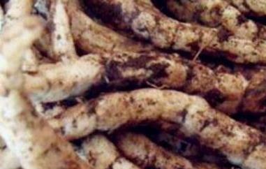 地笋子的功效与作用（地笋是什么有何功效怎么吃）