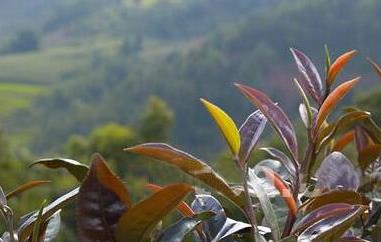 紫芽茶怎么泡（紫芽茶怎么泡好喝）