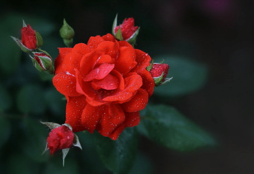 月季花苞没开就枯萎了是什么原因 月季种植方法总结