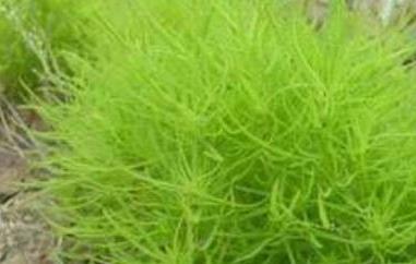 扫帚草的功效与作用 截叶铁扫帚草的功效与作用