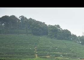 杭州梅家坞龙井茶（杭州梅家坞龙井茶价格）