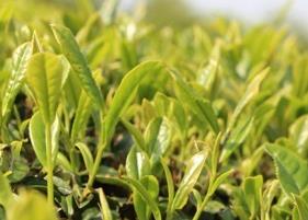 安化黑茶的功效 安化黑茶的功效与作用有哪些?