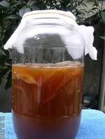 红茶菌是什么（红茶菌是什么样子的）