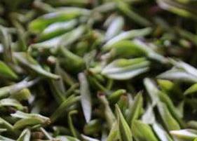 黄芽茶怎么泡 黄芽茶怎么泡最好喝