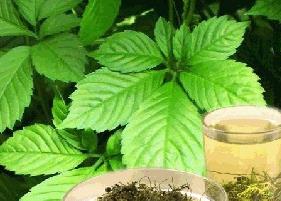 绞股蓝茶的功效 富硒绞股蓝茶的功效