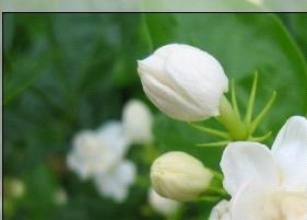 茉莉清茶种类和知识 茉莉清茶种类和知识介绍