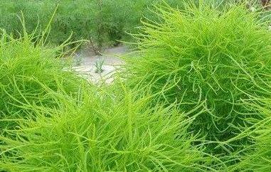 扫帚菜的功效与作用 扫帚菜的功效与作用学名