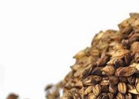 大麦茶的功效与作用 大麦茶的功效与作用女人及禁忌