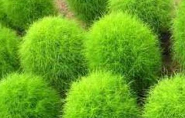 扫帚草的吃法 铁扫帚草的吃法