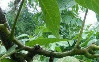 山核桃根的功效与作用 山核桃根有什么功效