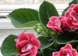 能净化室内空气的植物有哪些（能净化室内空气的植物有哪些图片）