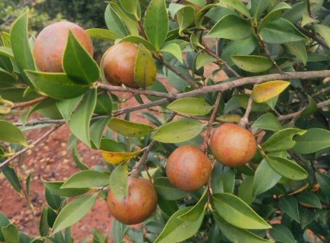油茶苗怎样栽培，如何施肥除草 油茶苗基地如何除草