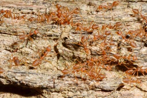 被入侵生物红火蚁咬伤怎么处理？怎么消灭？附防治方法