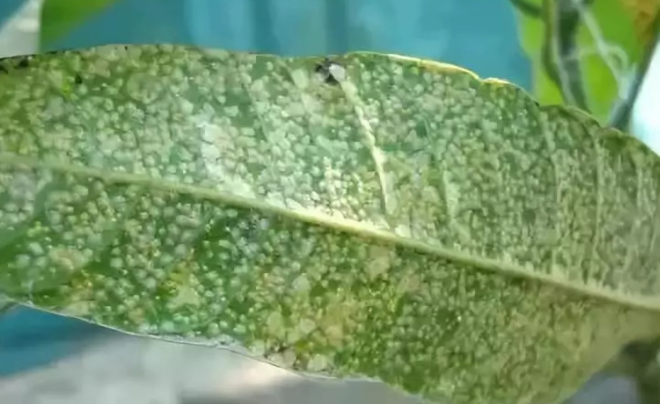 什么是蚧壳虫，除蚧壳虫是白醋好还是酒精好