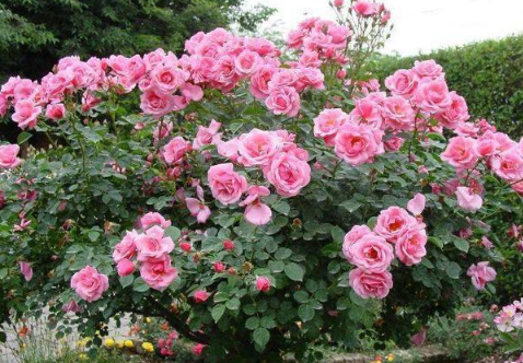 四季月季花的种植方法 月季花怎么养能开花