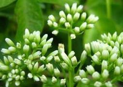 洋甘菊如何养殖（洋甘菊怎样养殖）