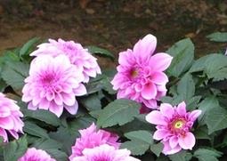 大丽花的四季管理（大丽花是四季花吗）