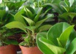 青叶碧玉怎么养 青叶碧玉养殖方法和注意事项