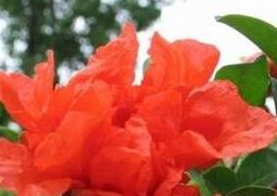 石榴花如何养殖（石榴花如何养殖方法）