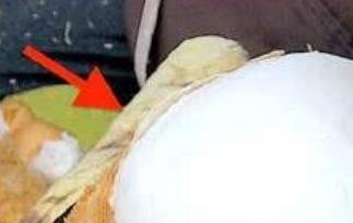 椰肉有什么营养（椰肉有什么营养和功效）