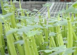 多花野牡丹的功效与作用 野牡丹花的药用价值